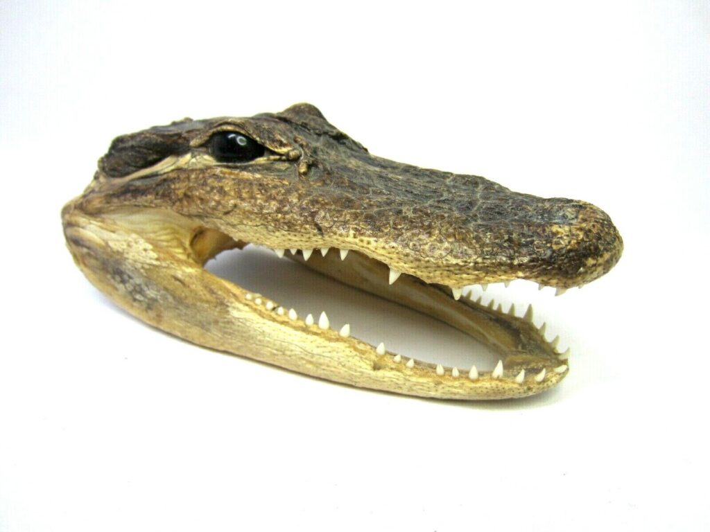alligator head taxidermy